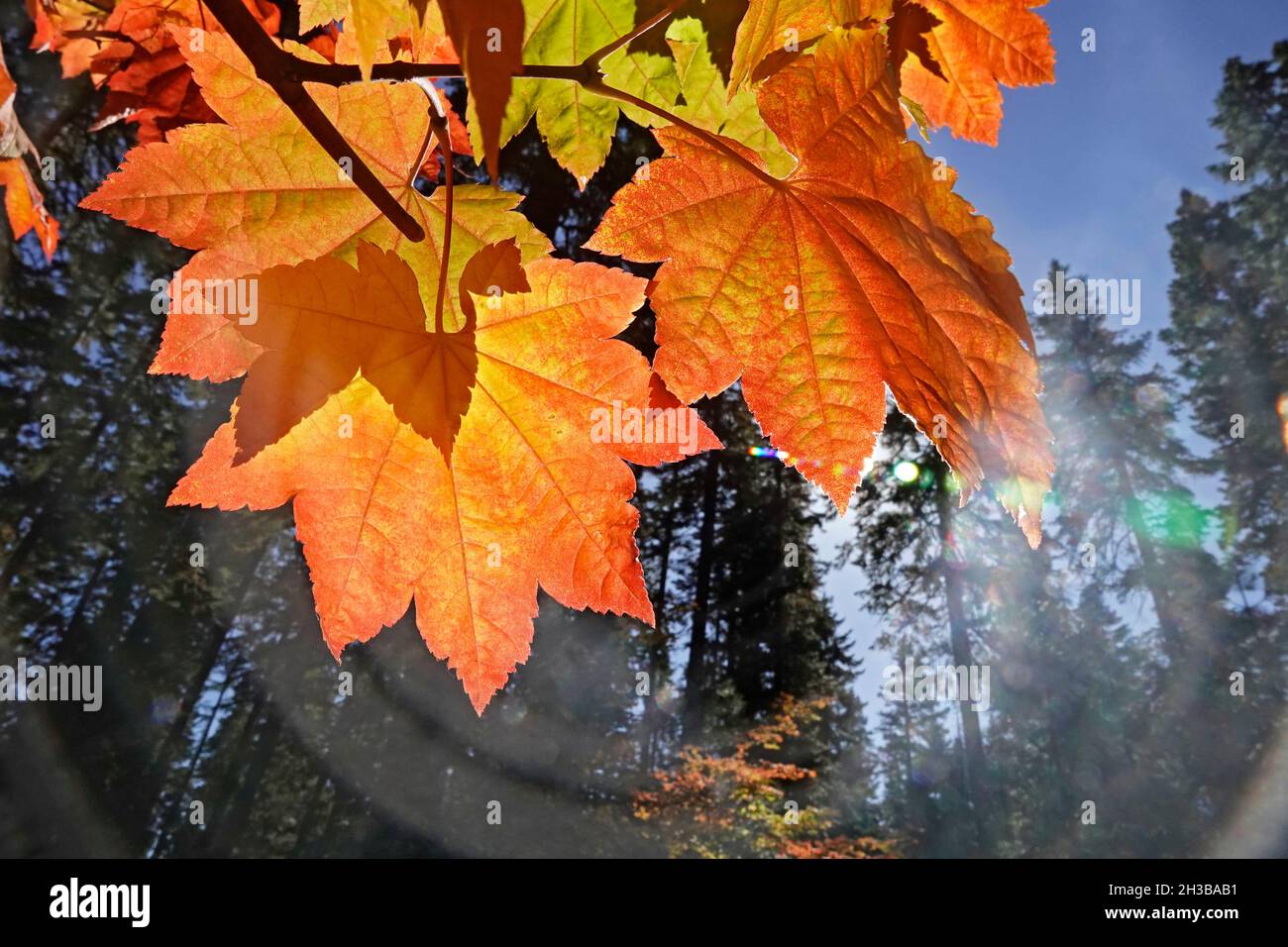 Im Oktober in den Cascade Mountains im Zentrum von Oregon färben sich die Blätter aus Ahornholz rot und Gold. Stockfoto