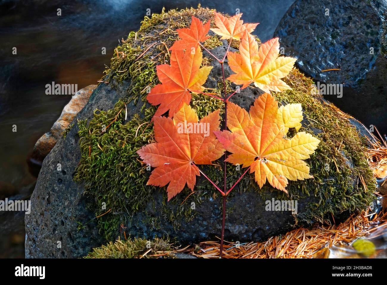 Im Oktober liegen Ahornblätter am Rande eines Bergbaches in den Cascade Mountains im Zentrum von Oregon. Stockfoto