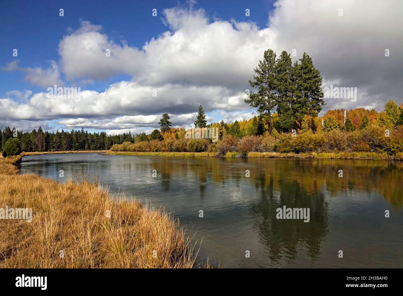 Ein Blick auf Espen entlang des mittleren Deschutes im Oktober. Dieser Abschnitt des Flusses befindet sich in der Nähe von Bend, Oregon. Stockfoto