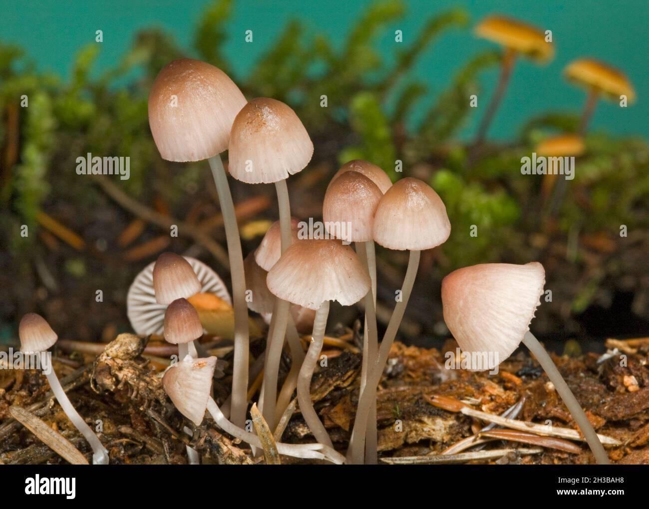 Detail von Mycena aurantiomarginata Pilzen, oder goldkantigen Haubenpilzen, die in einem Nadelwald in den Cascade Mountains im Zentrum von Oregon wachsen Stockfoto