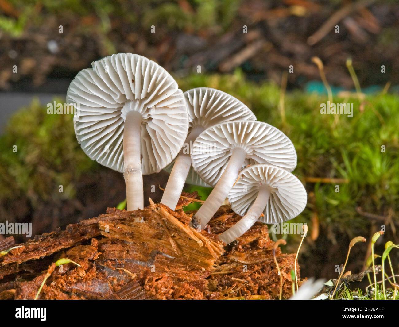 Eine Gruppe winziger Mycena-Pilze, die im Herbst aus verfaultem Holz in einem Nadelwald in der Cascade Range im Zentrum von Oregon wachsen. Stockfoto