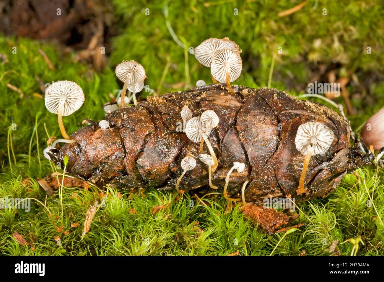 Strobilurus trullisatus, oder der Douglas Fir Cone Mushroom, ist ein winziger Pazifischer Nordwestpilzpilz, der fast ausschließlich aus den Kegeln von wächst Stockfoto