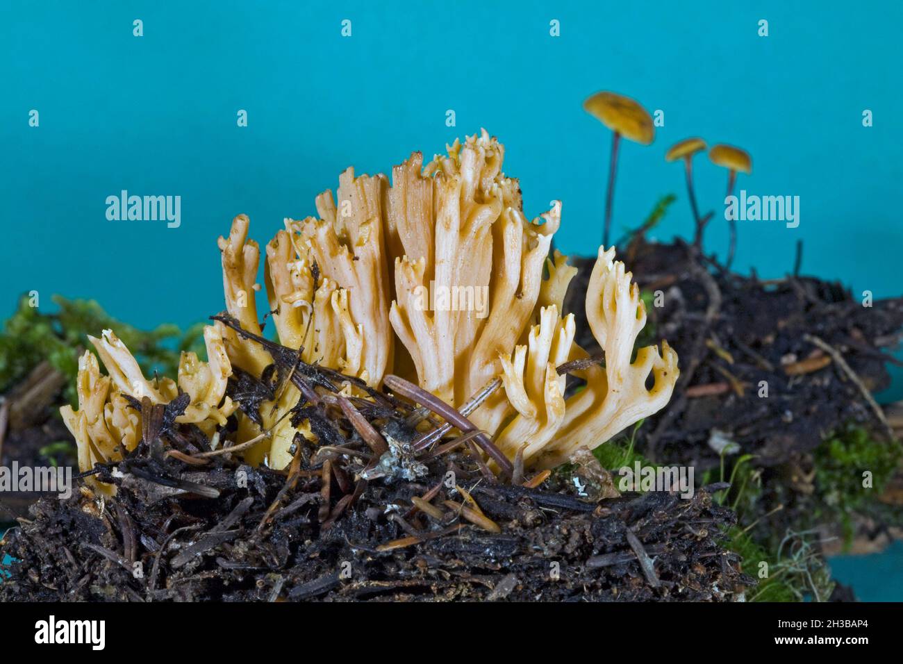 Detail eines Ramaria oder Korallenpilzes, wahrscheinlich Ramaria acrisiccescens, der in holzigen Böden in den Cascade Mountains im Zentrum von Oregon wächst. Stockfoto