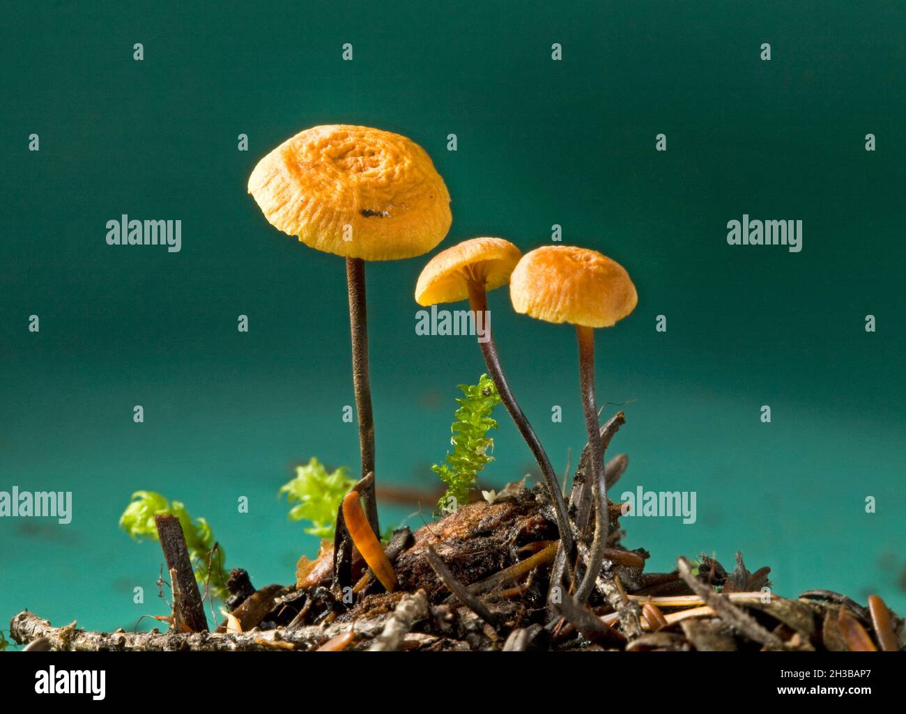 Detail von Xeromphalina cauticinalis, dem Pinelitter-Gingertail-Pilz, der in einem douglas-Tannenwald in den zentralen Oregon Cascade Mountains wächst. Stockfoto