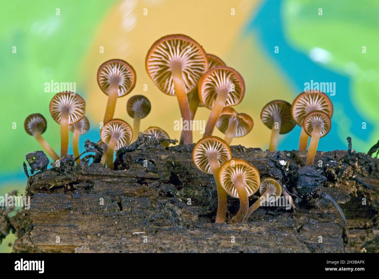 Kleine Xerompalina campanella-Pilze, auch Ompalina-ähnliche Pilze genannt, wachsen im Herbst auf einem verfaulten Baumstamm in den Oregon Cascade Mountains. Das c Stockfoto