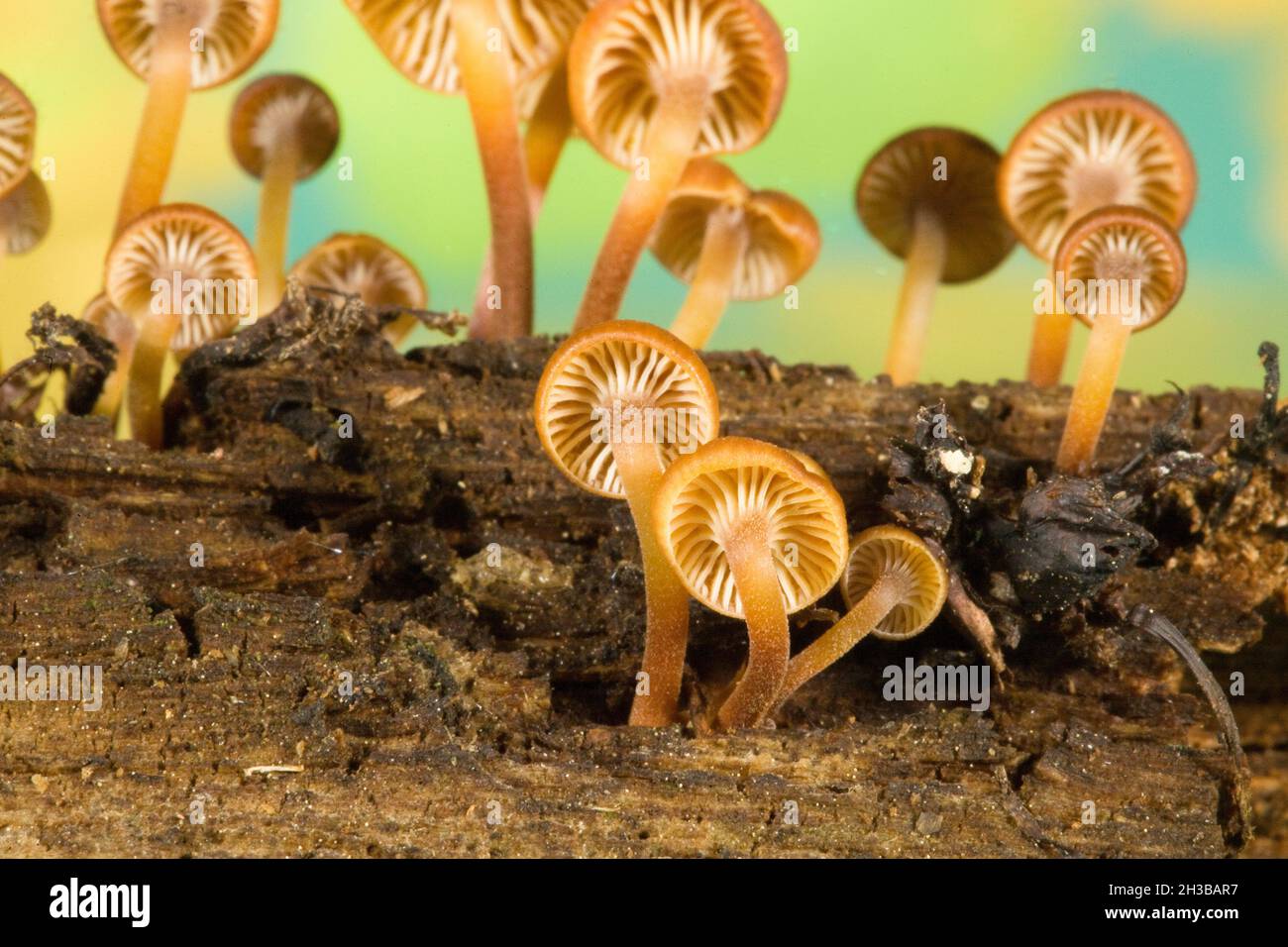 Kleine Xerompalina campanella-Pilze, auch Ompalina-ähnliche Pilze genannt, wachsen im Herbst auf einem verfaulten Baumstamm in den Oregon Cascade Mountains. Das c Stockfoto