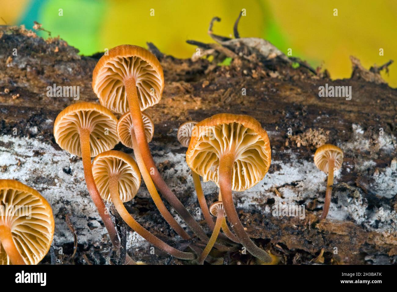 Kleine Xerompalina campanella-Pilze, auch Ompalina-ähnliche Pilze genannt, wachsen im Herbst auf einem verfaulten Baumstamm in den Oregon Cascade Mountains. Das c Stockfoto