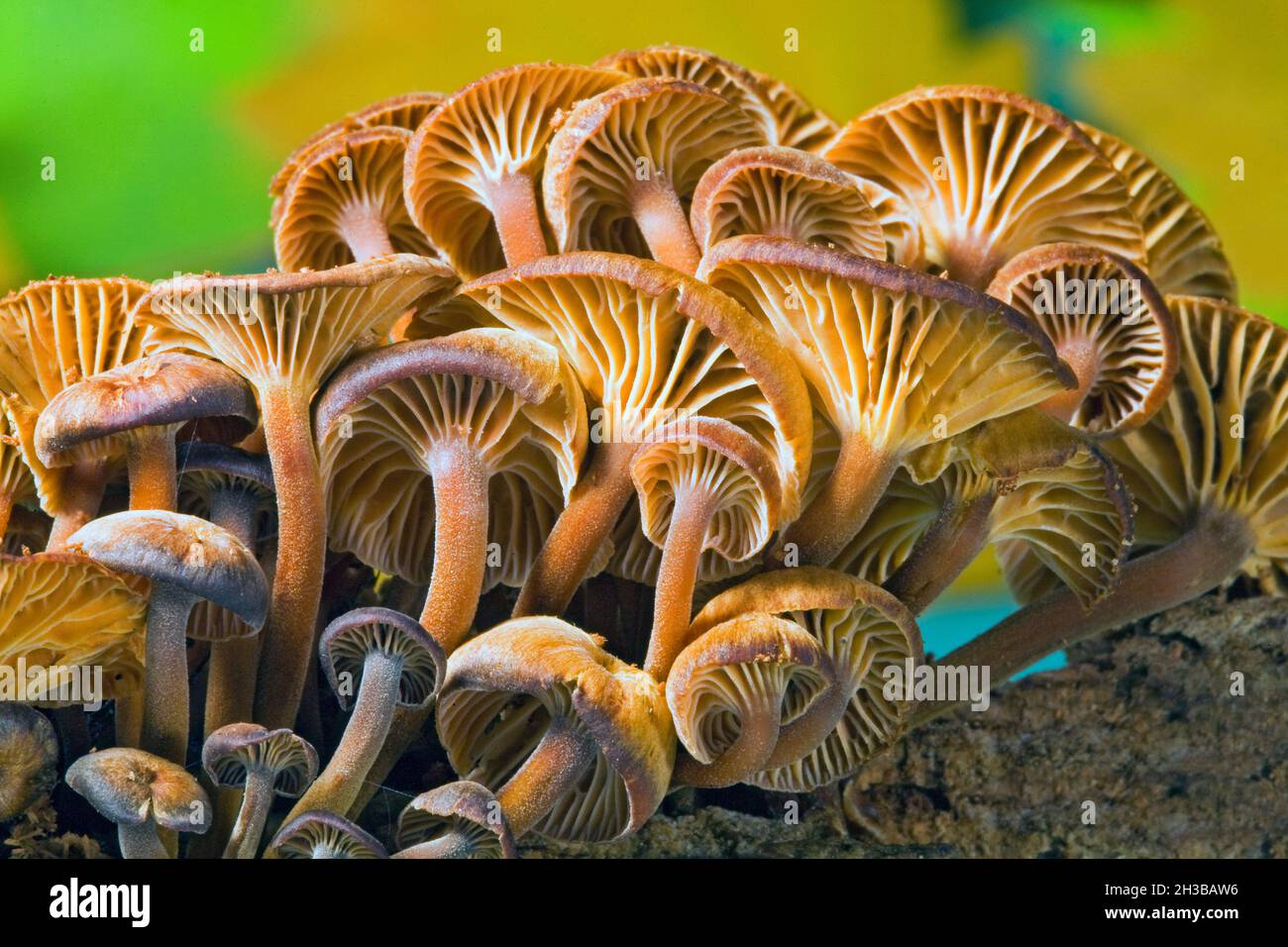 Kleine Xerompalina campanella-Pilze, auch Ompalina-ähnliche Pilze genannt, wachsen im Herbst auf einem verfaulten Baumstamm in den Oregon Cascade Mountains. Das c Stockfoto