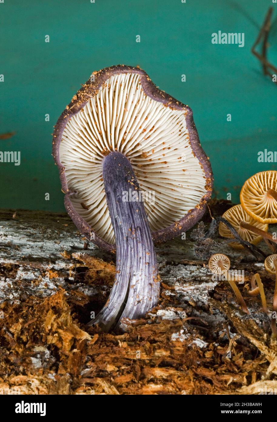 Entoloma nitidum pilze, oder Pine Pinkgill pilze, wächst in einem Kiefern-/Tannenwald in den zentralen Oregon Cascade Mountains. Stockfoto