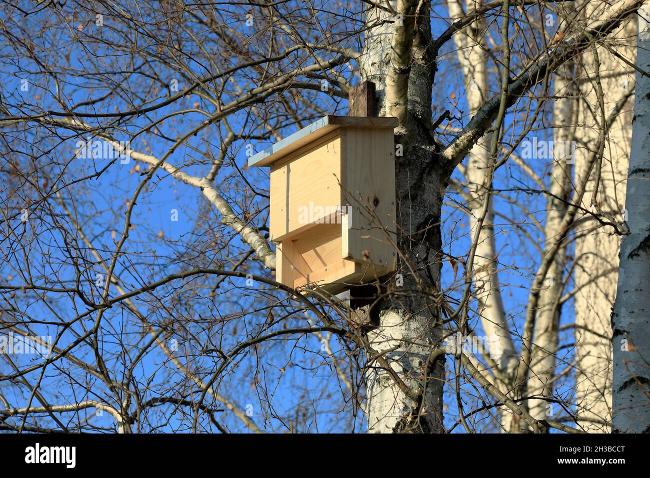 Ein neues Fledermaushaus aus Holz wurde auf einem Birkenstamm im öffentlichen Park in der Siedlung Goclaw in Warschau befestigt. Stockfoto