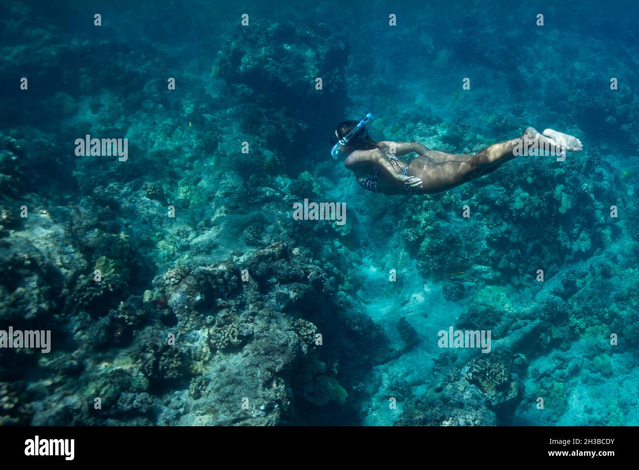 Weibchen schwimmt unter Wasser im blauen hawaiianischen Wasser Stockfoto