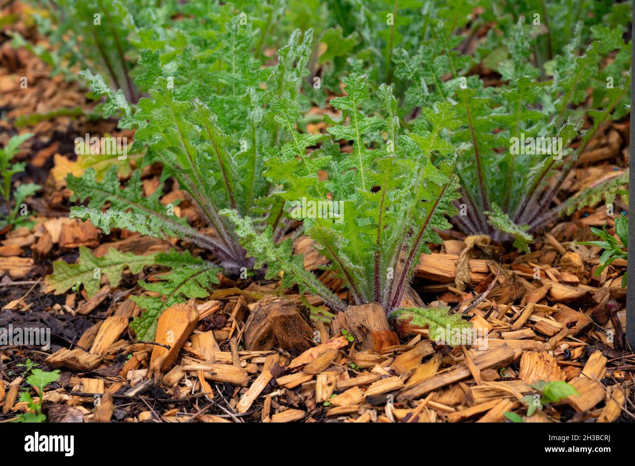 Botanische Sammlung, Cnicus benedictus oder heilige Distel Pflanze wächst im Garten im Frühsommer Stockfoto