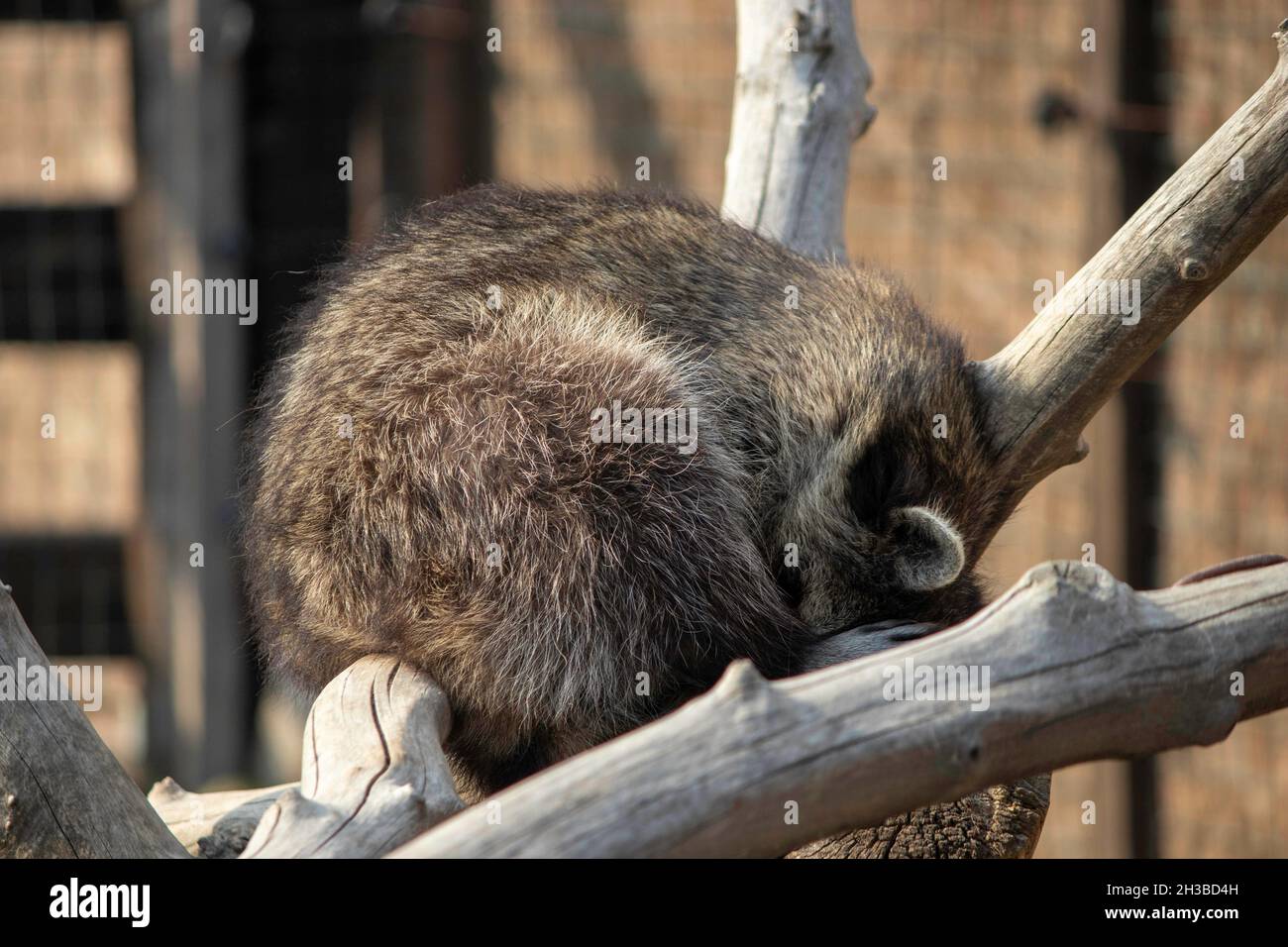 Waschbär rollte sich in einem Ball zusammen und schlief auf einem Ast Stockfoto