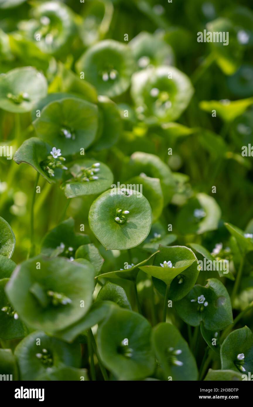 Frühlingsblüte von grünem Claytonia perfoliata oder Bergbergsalat, indischer Salat, Frühlingsschönheit, Winterpurslane. Stockfoto