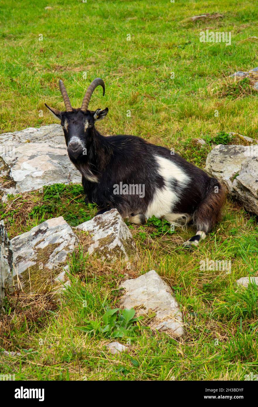 Wildziege im Valley of Rocks in der Nähe von Lynmouth im Exmoor National Park North Devon England Stockfoto