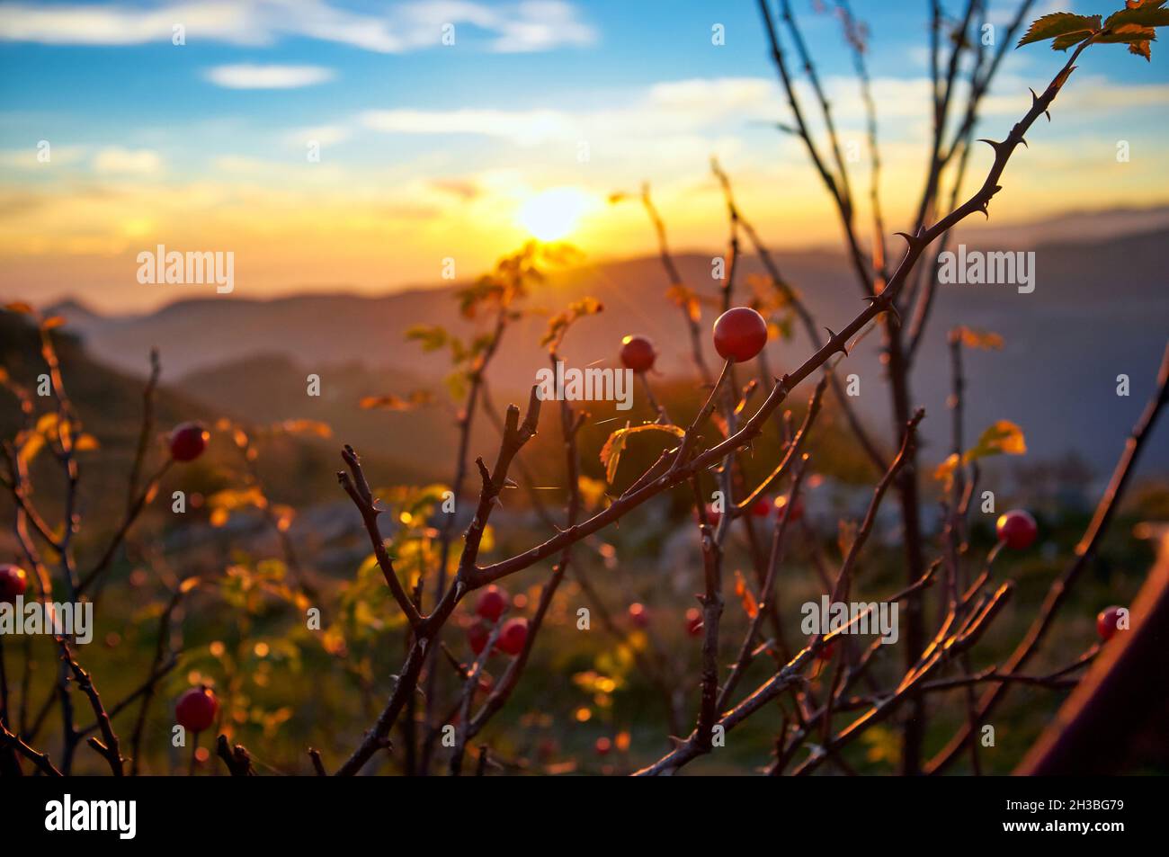 Rote Wildrosenfrüchte, herbstliche Hagebutten auf Strauch bei Sonnenuntergang Stockfoto