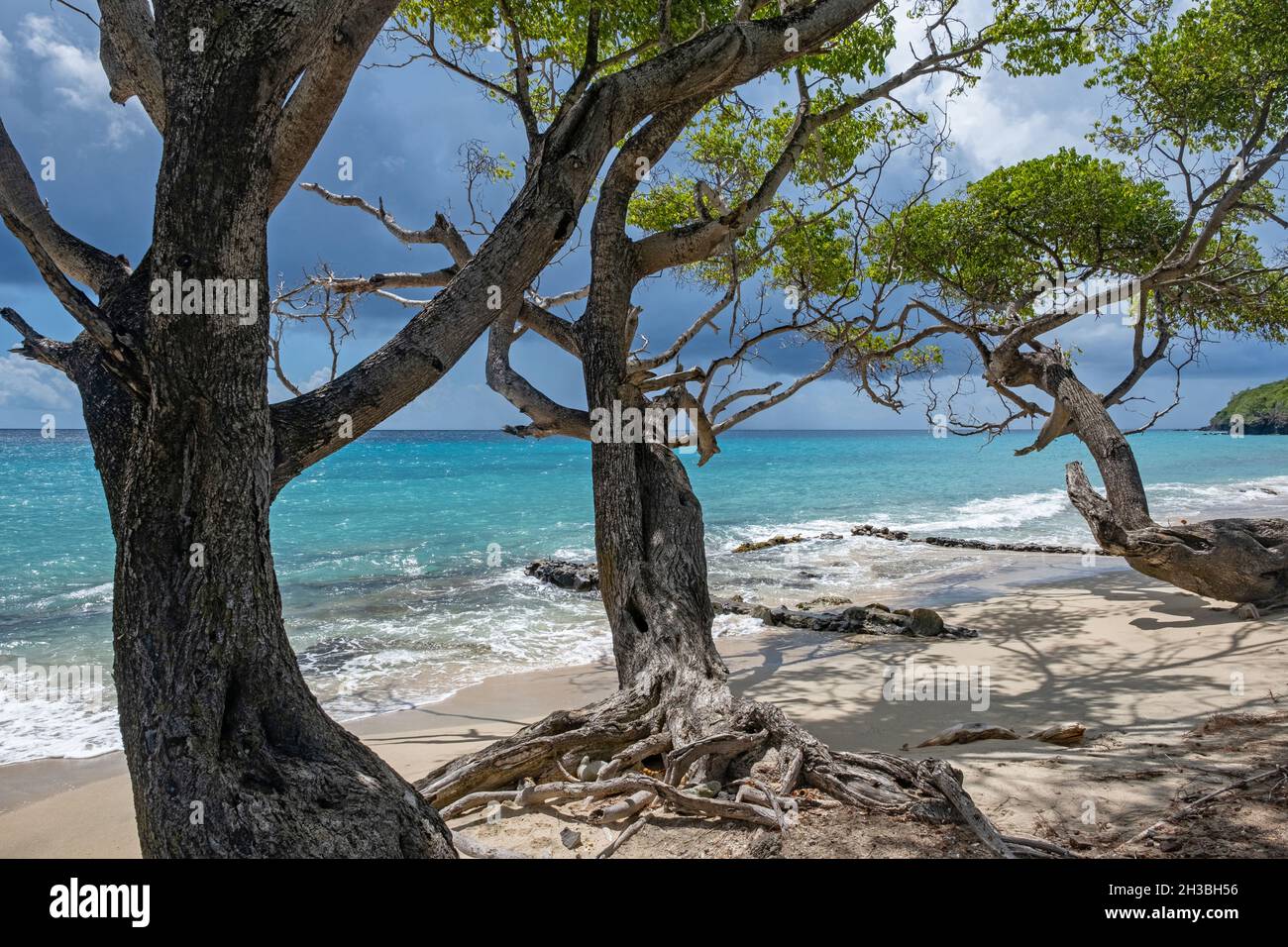 Weißer Sandstrand mit gedrehten Wacholderbäumen auf der Insel Bequia, die zur Nation von Saint Vincent und den Grenadinen in der Karibik gehört Stockfoto