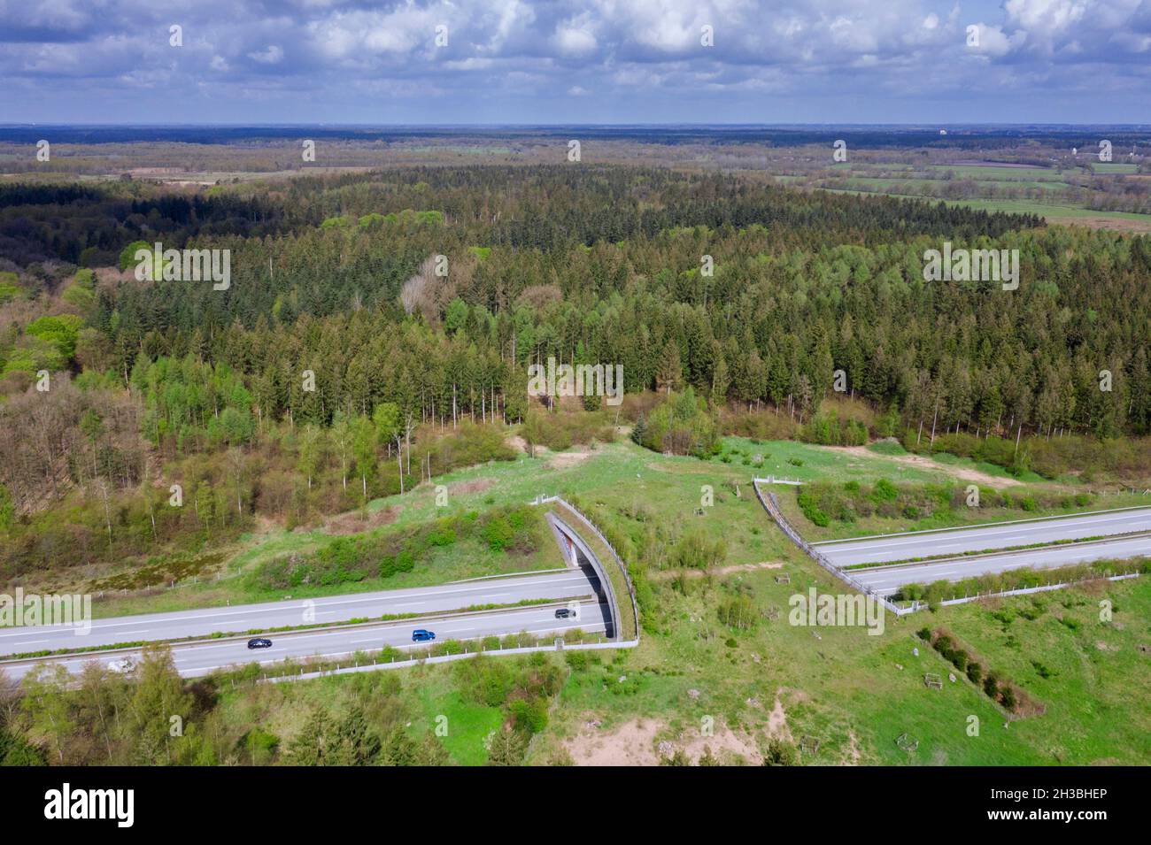 Luftaufnahme über Wildtierüberquerung / Wildtierüberführung / Tierbrücke / Viadukt / grüne Brücke über eine Autobahn in Schleswig-Holstein, Deutschland Stockfoto