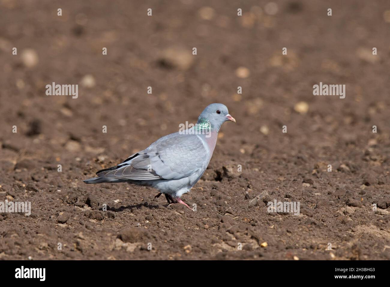 Stocktaube (Columba oenas), die im Frühjahr auf dem Feld Futter sucht, um Samen auf Ackerland zu fressen Stockfoto