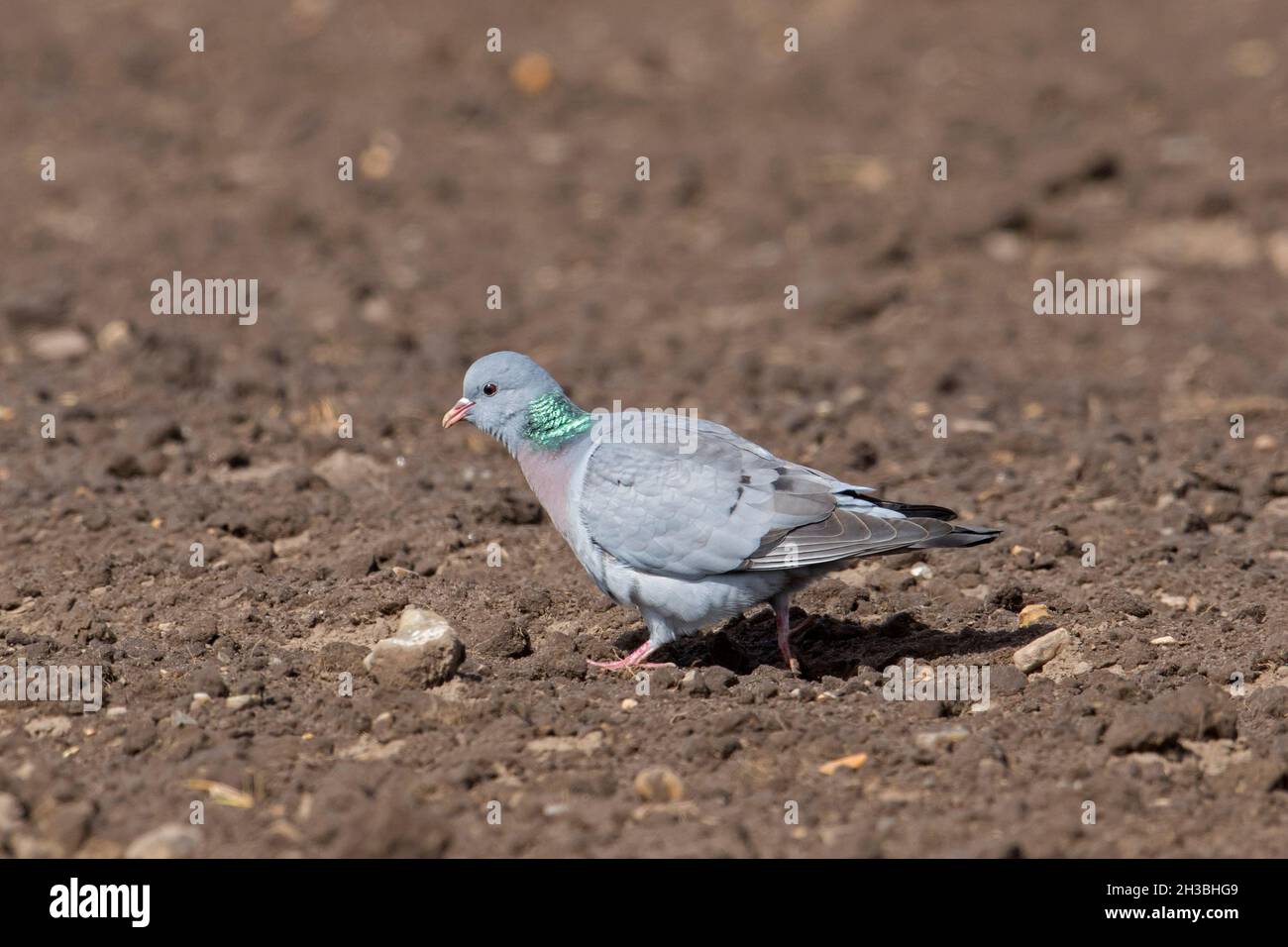 Stocktaube (Columba oenas), die im Frühjahr auf dem Feld Futter sucht, um Samen auf Ackerland zu fressen Stockfoto