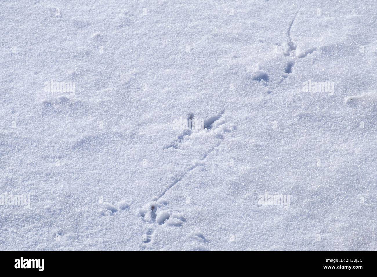 Eine Nahaufnahme eines frischen weißen Neuschnees auf dem Boden mit einem großen Wildvogeldruck im Schnee. Der frische Druck ist flach und zeigt dunkle Kälte Stockfoto