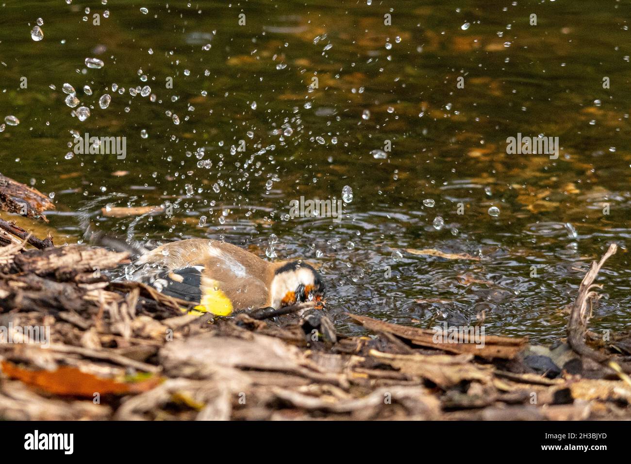 Goldfinch (Carduelis carduelis), ein Vogel, der in einem Gartenteich baden muss, Großbritannien Stockfoto