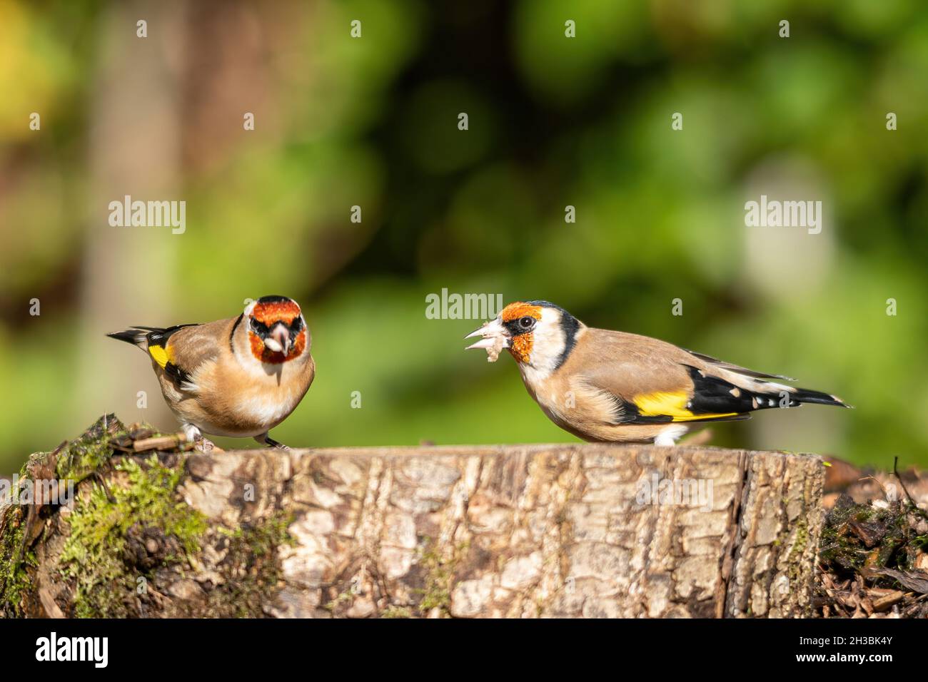 Zwei Goldfinken (Carduelis carduelis) füttern auf einem Futterhäuschen für Bodengartenvögel, Großbritannien Stockfoto