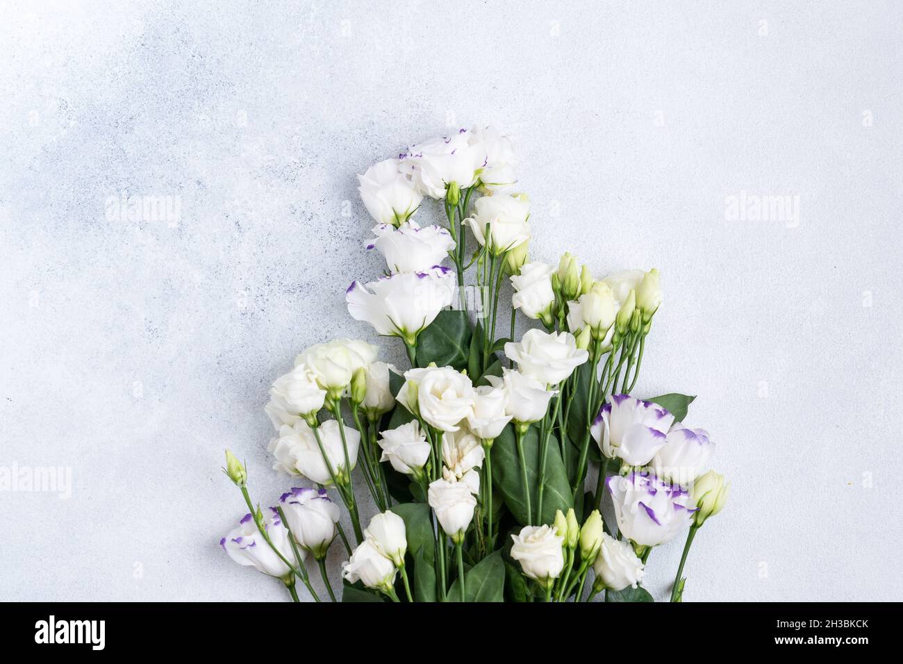 Die Zusammensetzung der Blumen und Taschen. Ein Geschenk und Blumen auf einem rosa Hintergrund. Frauentag, ein Feiertag. Flache Sonnenliege, Draufsicht, Kopierbereich. Stockfoto