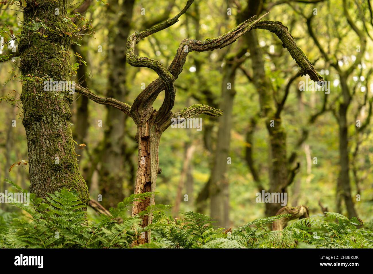 Verdrehte Zweige alter Eiche im alten Waldgebiet Padley Gorge Derbyshire UK Stockfoto