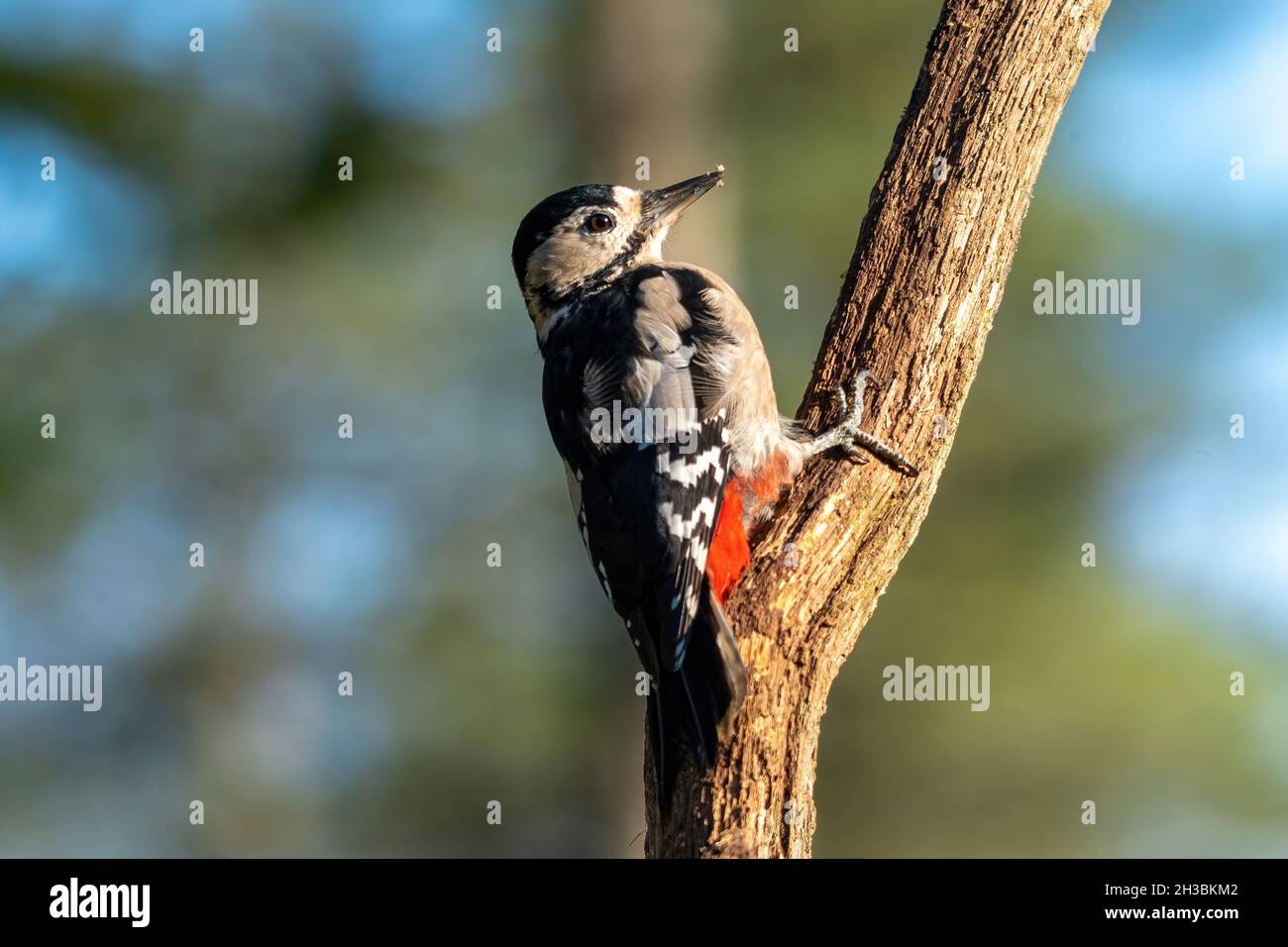 Buntspecht (Dendrocopos major) auf einem toten Baumstamm, Großbritannien Stockfoto