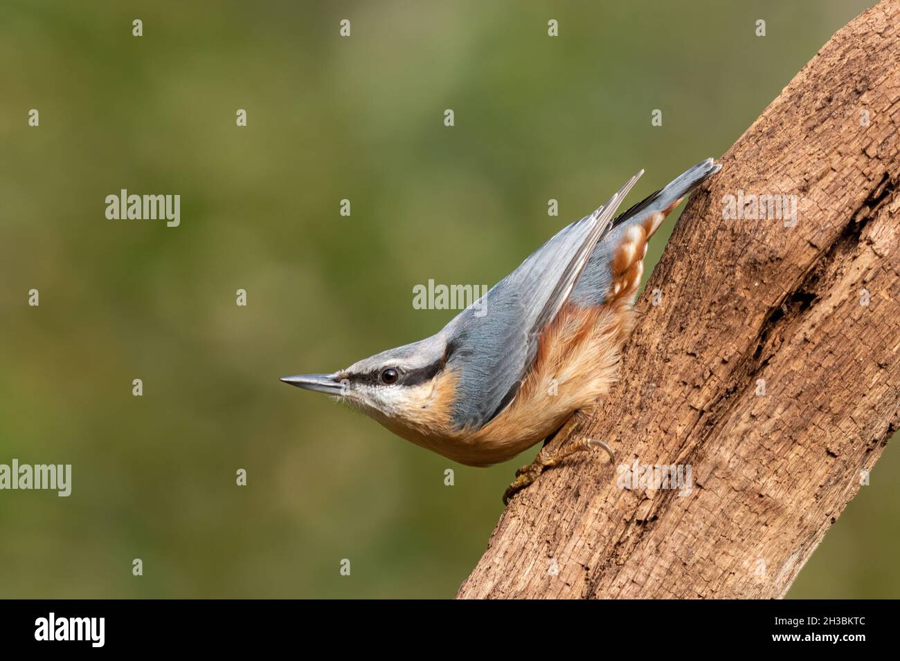 Nuthatch (Sitta europaea), ein Waldvögel auf einem toten Baum, Großbritannien Stockfoto