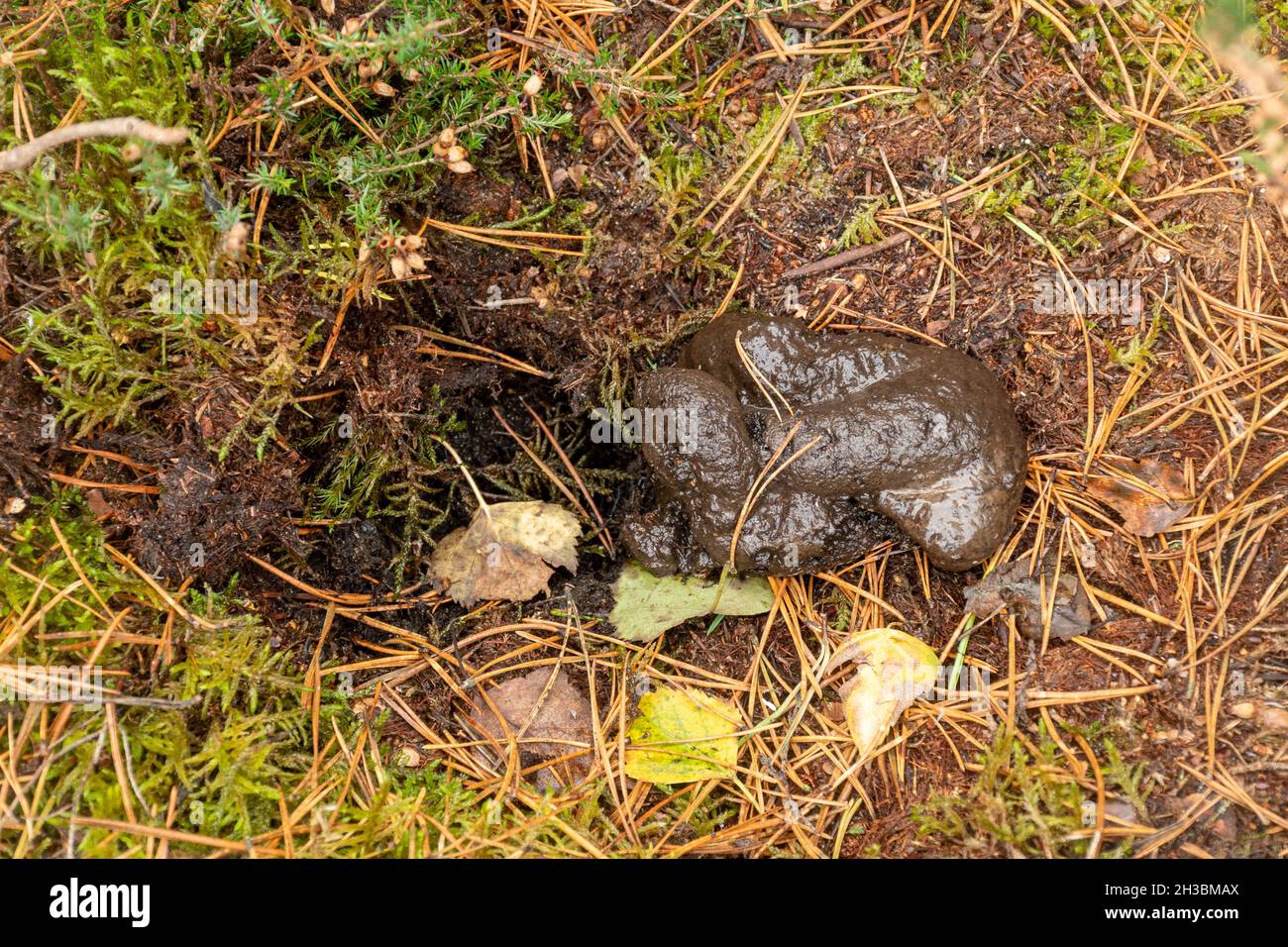 Dachs-Latrine in einem Kratzer im Boden (Meles meles), Großbritannien Stockfoto