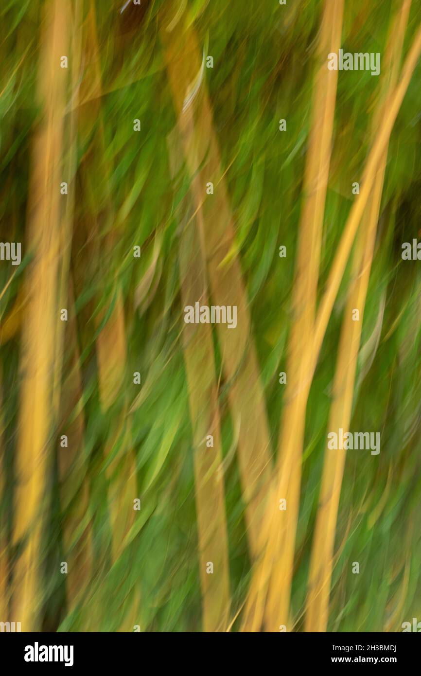 Bambus im Wind, verschwommene Bewegung, Oregon Stockfoto