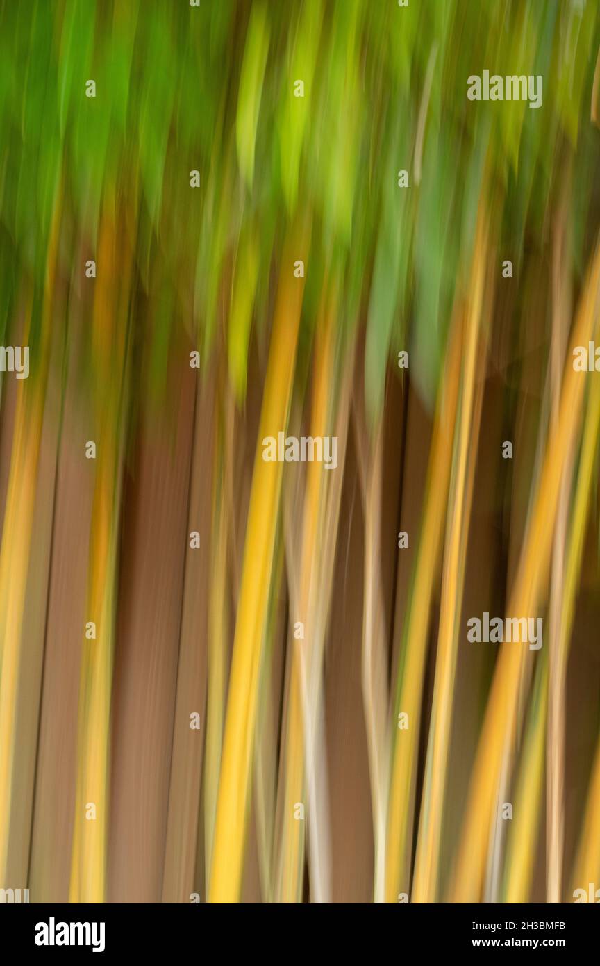 Bambus im Wind, verschwommene Bewegung, Oregon Stockfoto