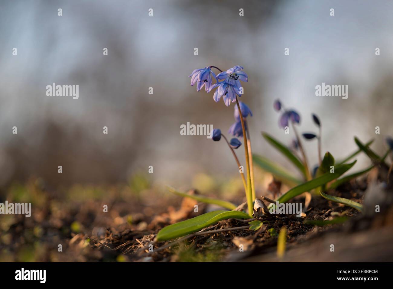 Blühende Bluebells in ihrer natürlichen Umgebung bei Sonnenuntergang, Woronesch Region, Russland Stockfoto