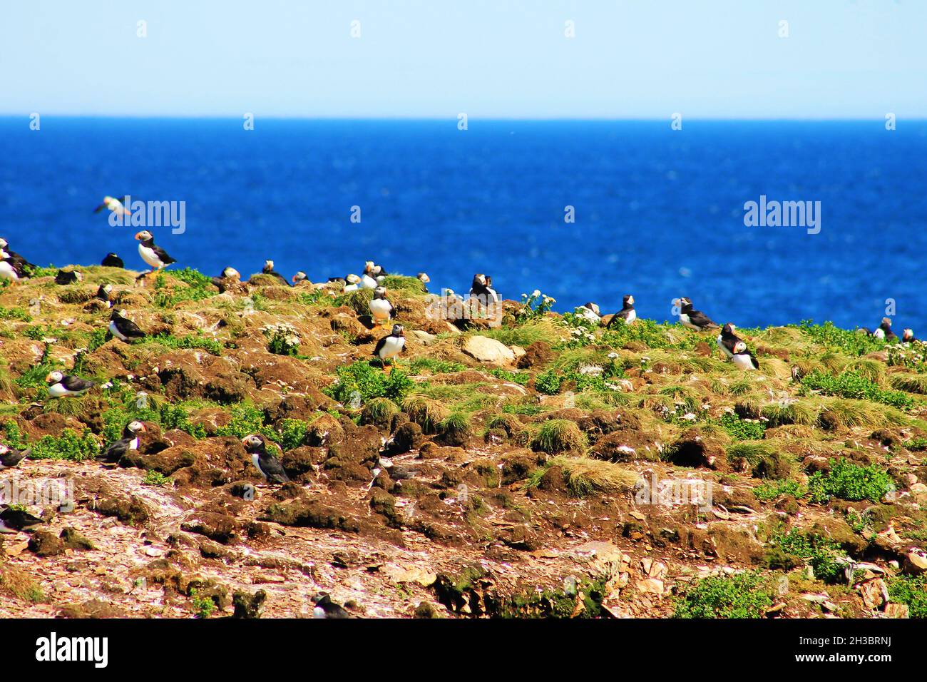 Atlantischer Papageientaucher auf einer Insel, Elliston, Neufundland Stockfoto