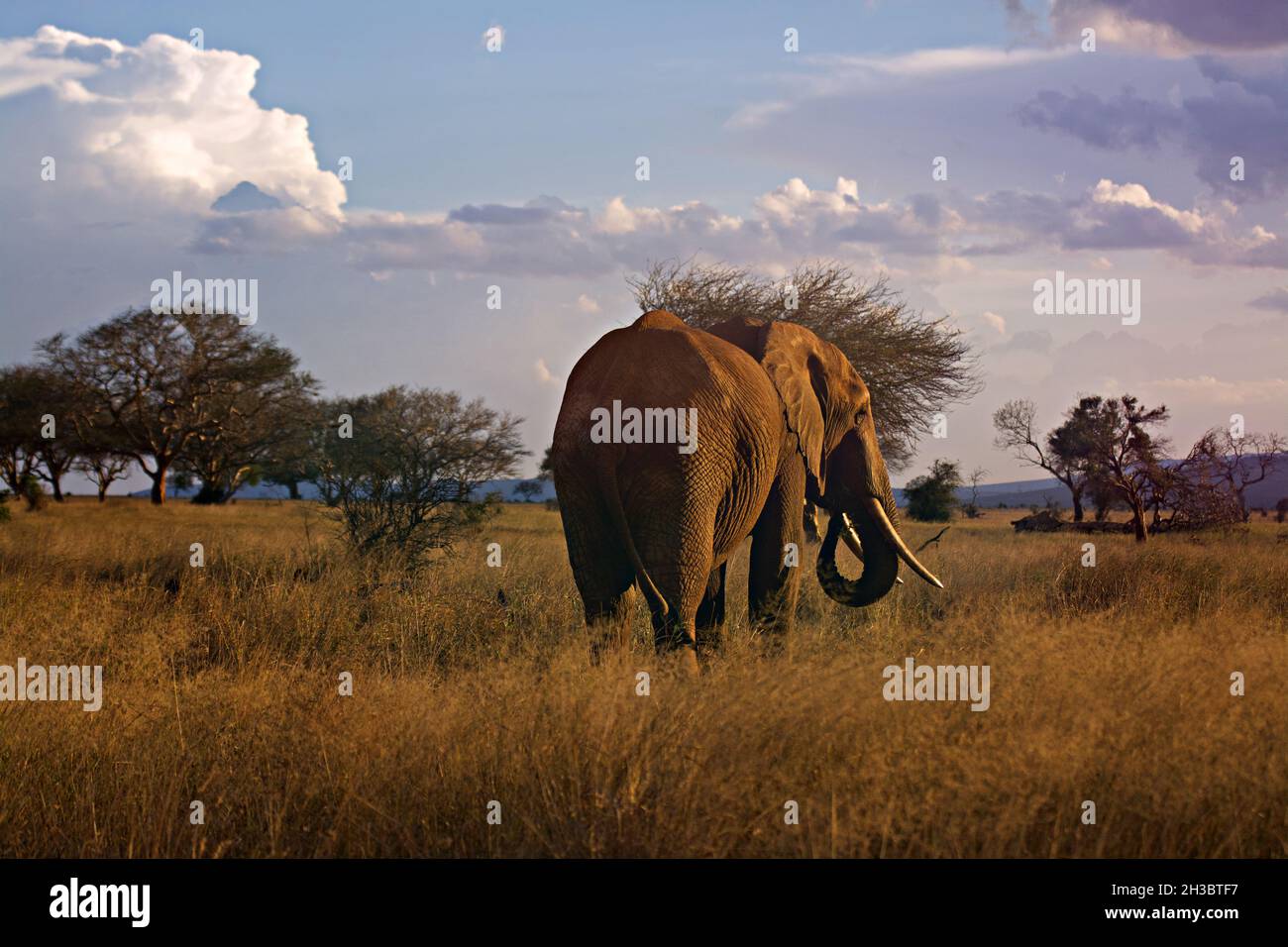 Afrikanischer Elefant, Kenia Stockfoto