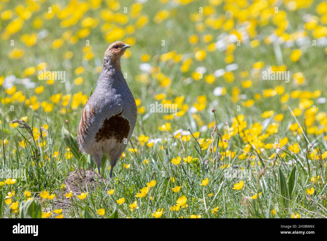 Grauer Rebhuhn (Perdix perdix), Vorderansicht eines erwachsenen Mannes, der im Gras steht, Abruzzen, Italien Stockfoto