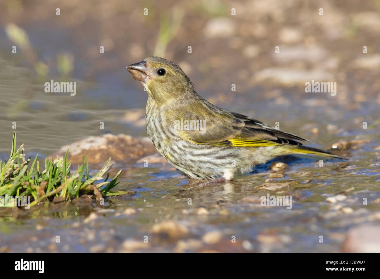 Europäischer Grünfink (Carduelis chloris), Seitenansicht eines Jugendlichen Trinkens in einem Pool, Abruzzen, Italien Stockfoto
