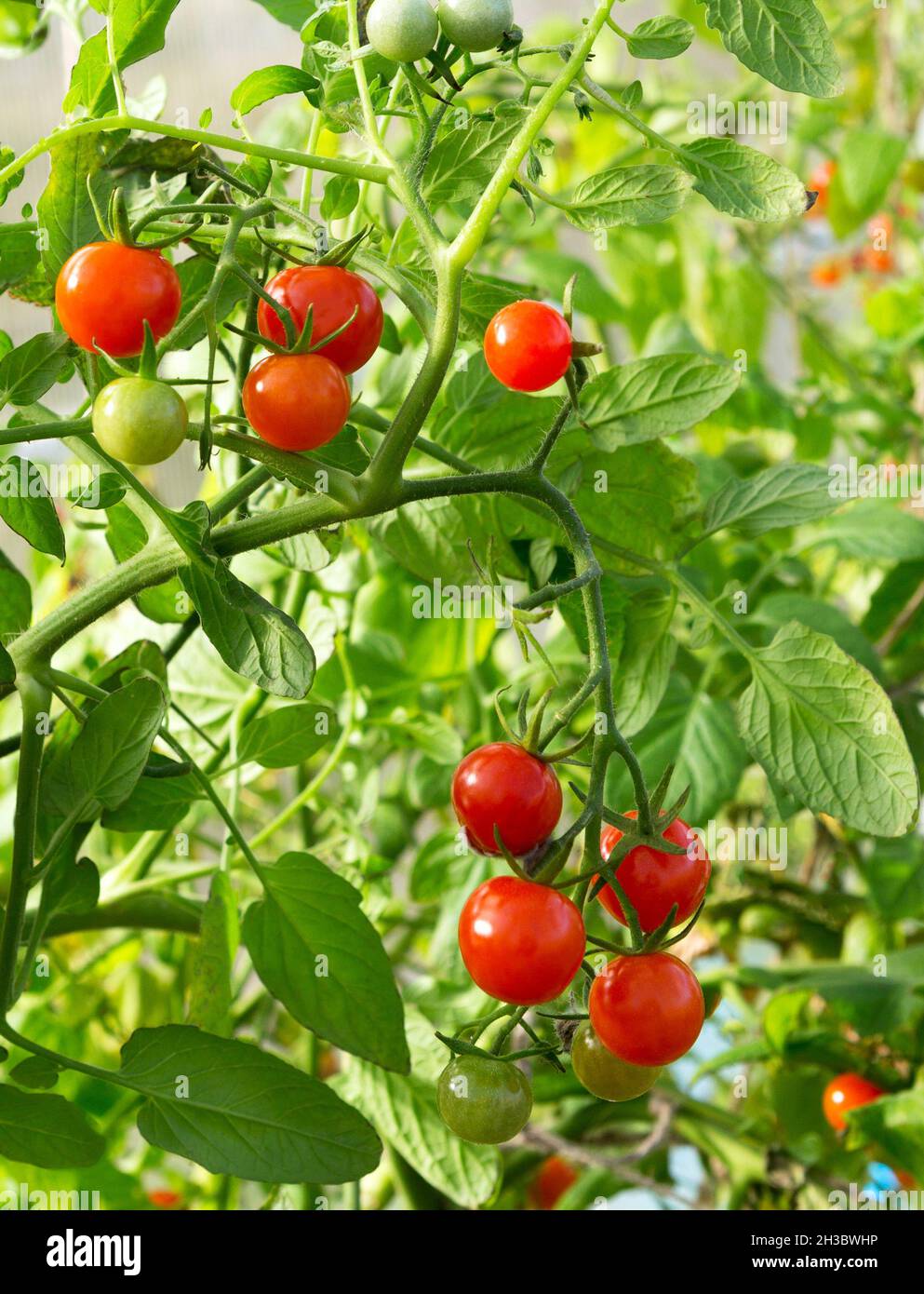 Tomaten wachsen in einem Gewächshaus. Frische Tomaten Pflanzen. Reife Bio-Tomaten im Garten. Stockfoto