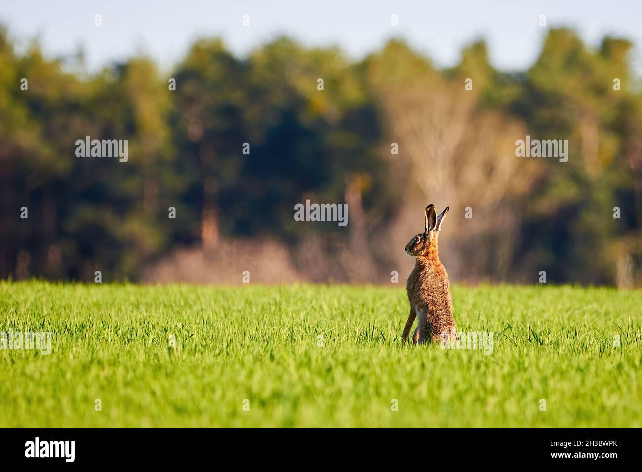 Europäischer Hase auf einer Wiese (Lepus Europaeus) Stockfoto