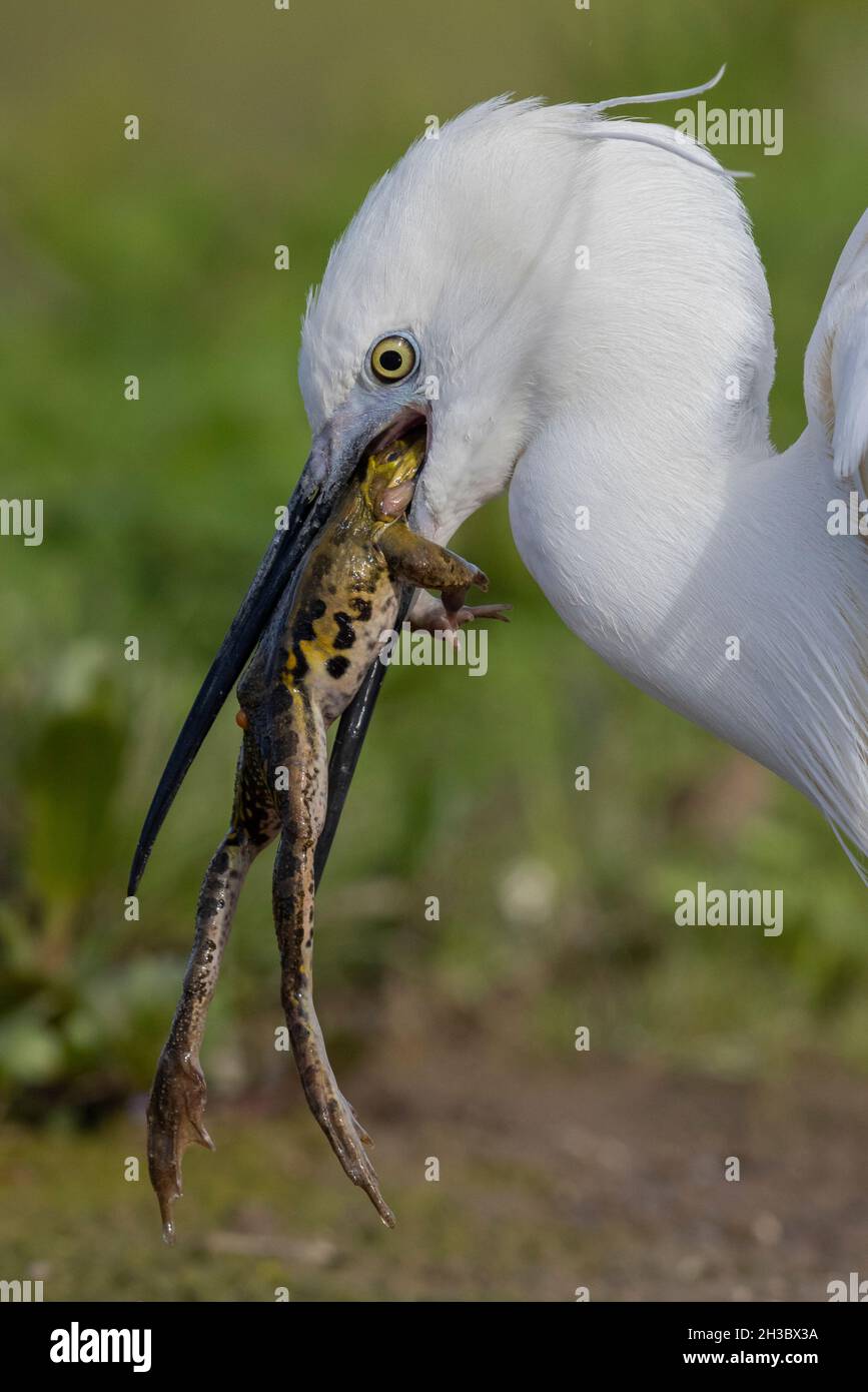Kleiner Reiher (Egretta garzetta), Nahaufnahme eines Erwachsenen, der einen Frosch isst, Kampanien, Italien Stockfoto