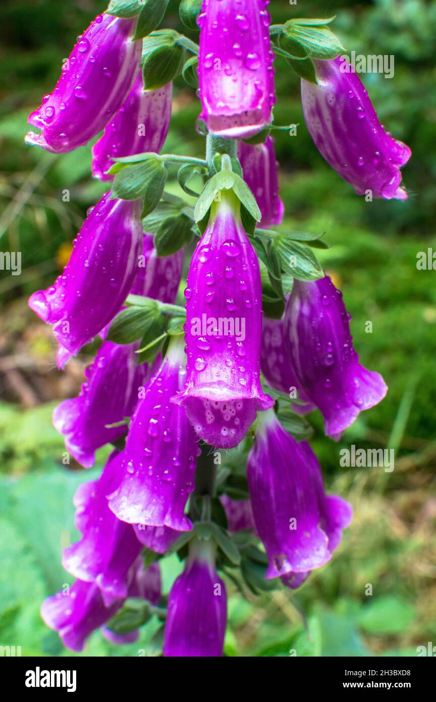 DSC9035 Stockfoto