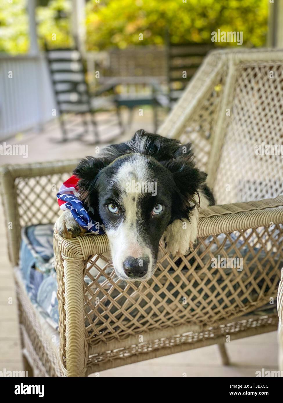 Border Collie Welpe, der liebevolle Augen schenkt, während er auf einem Korbstuhl sitzt, Fallston, MD Stockfoto