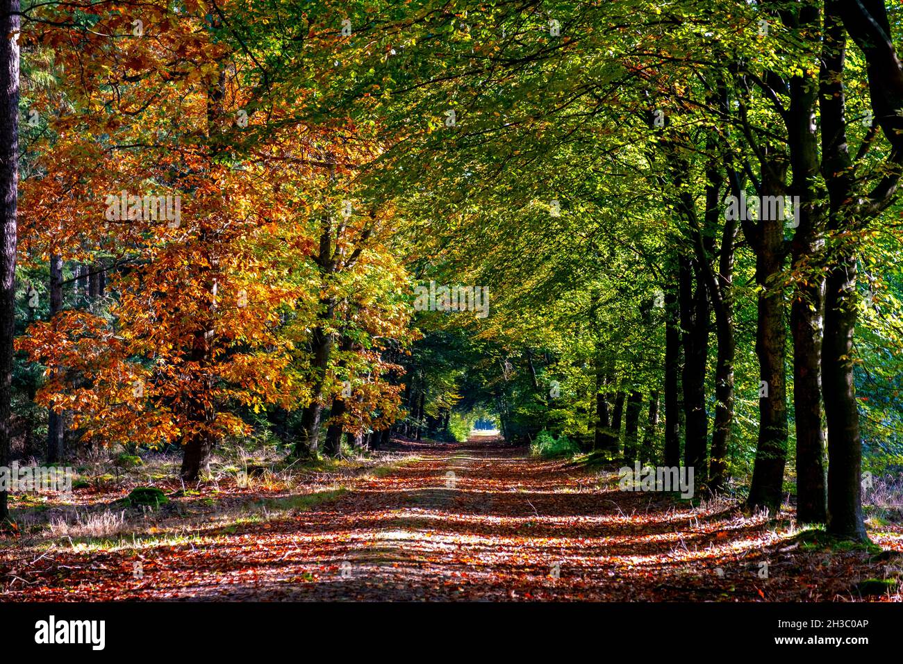 Herbstfarben mit orange roten Bäumen im Oktober im Nationalpark Drentsche AA, bunte Herbstbäume in den Niederlanden Drenthe während der Herbstsaison. Stockfoto