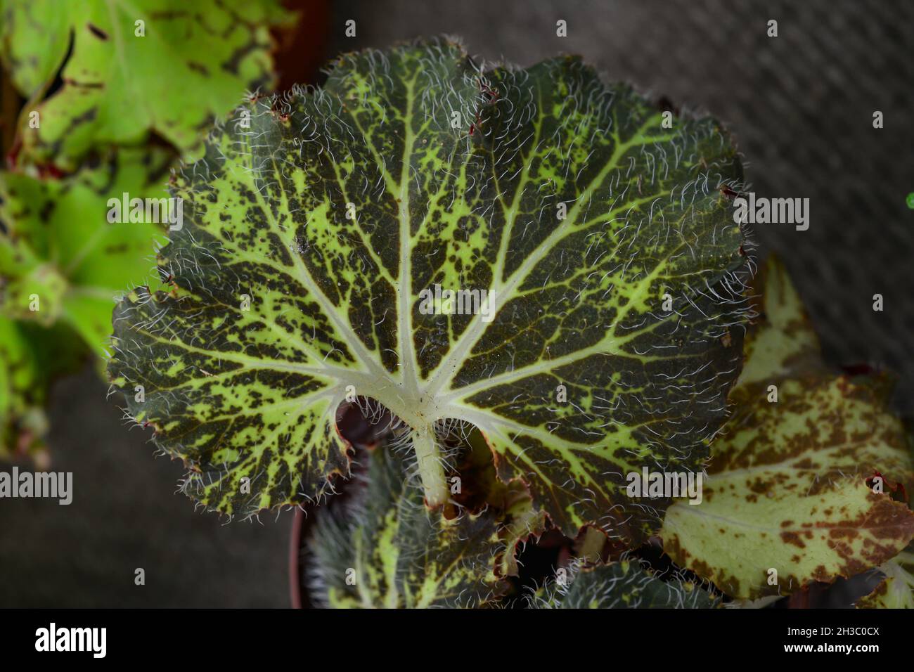 Begonia, eine Art Begonia. Es ist von Zimmerpflanzen Stockfoto