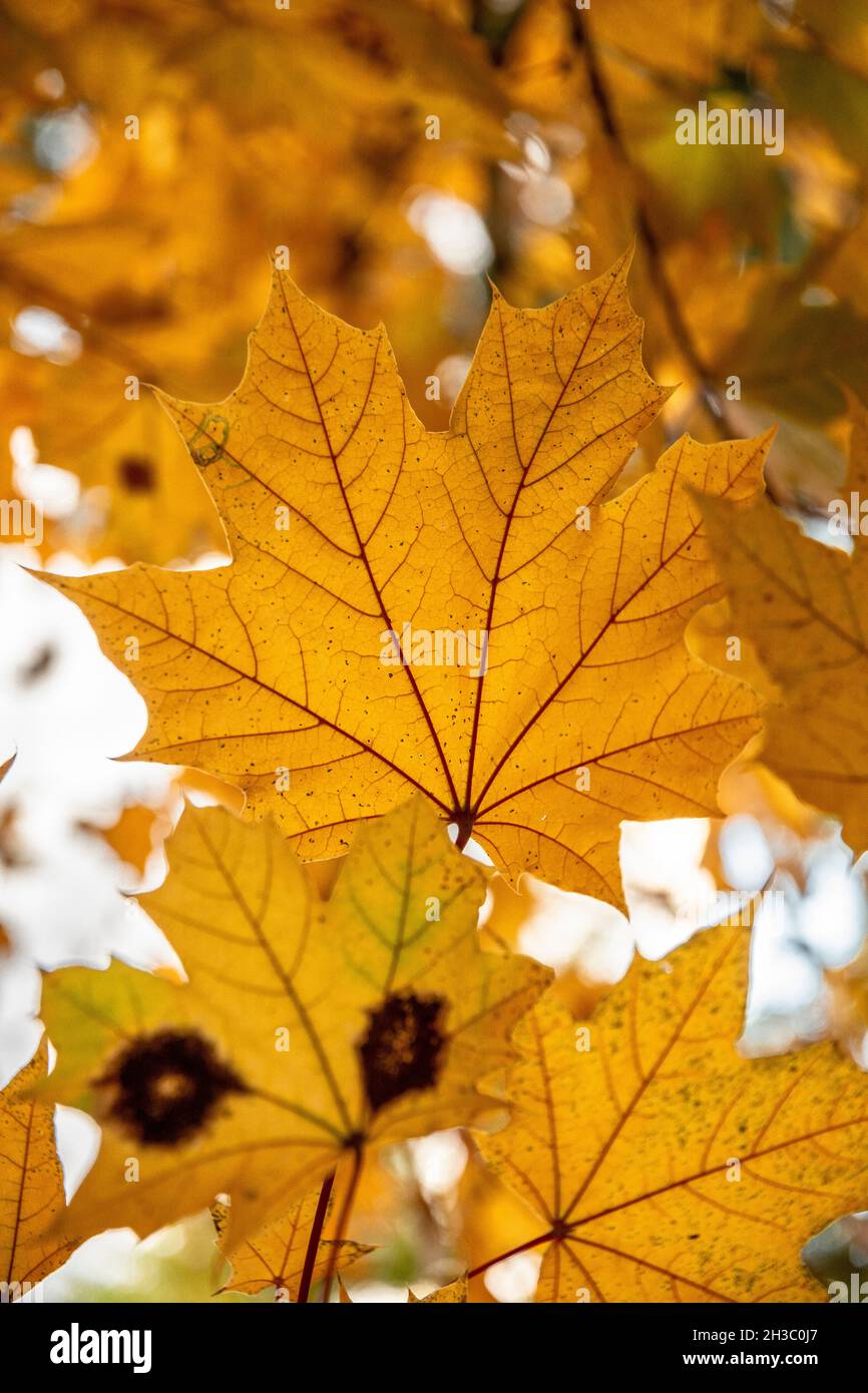 Goldener Ahorn Blätter im Herbst. Gelbes Acer-Blatt im Herbst. Nahaufnahme. Details. Stockfoto