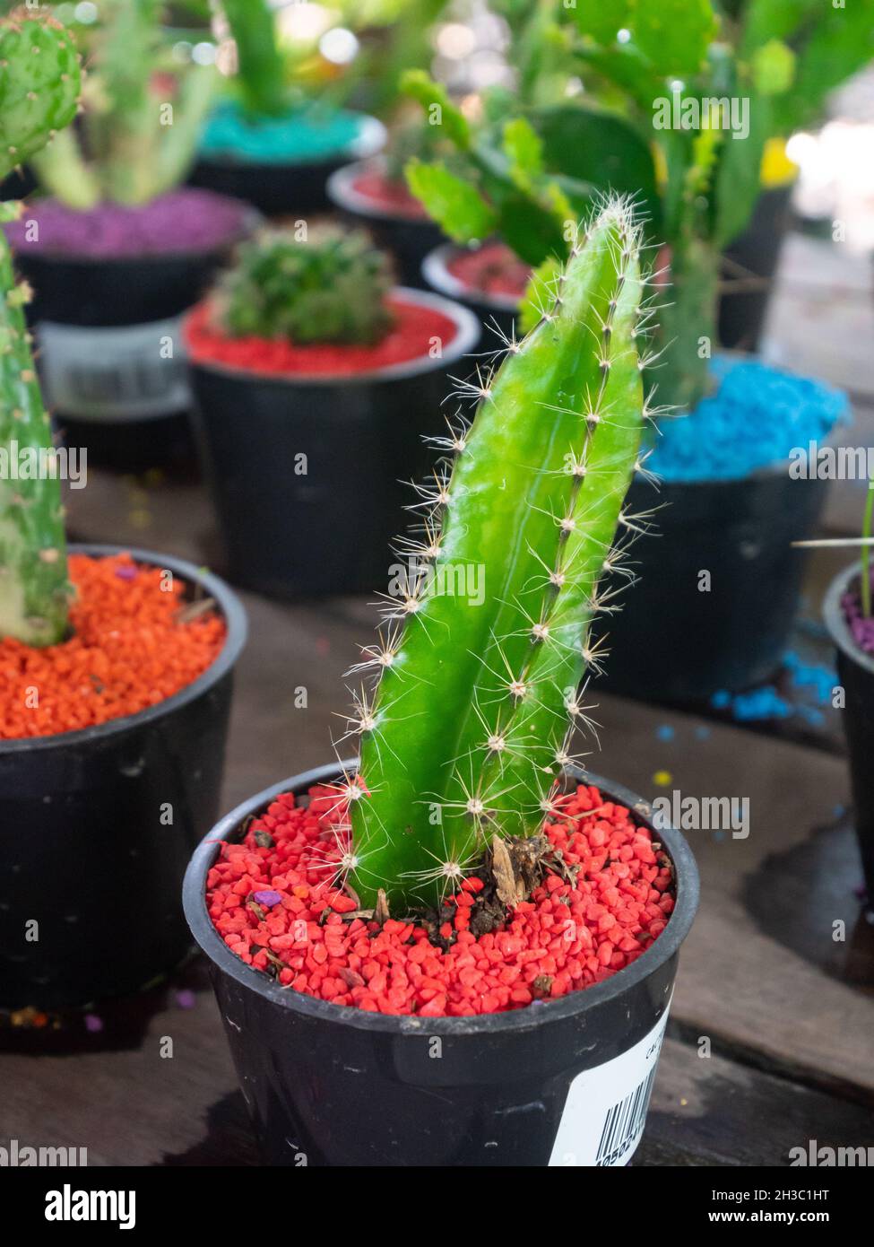 Nachtblühender Cereus bekannt als Stacheldraht-Kaktus, Schwert-Birne, Dildo- Kaktus, Triangle Cactus und Órgano-Alado de Pitaya (Acanthocereus  tetragonus) in Stockfotografie - Alamy