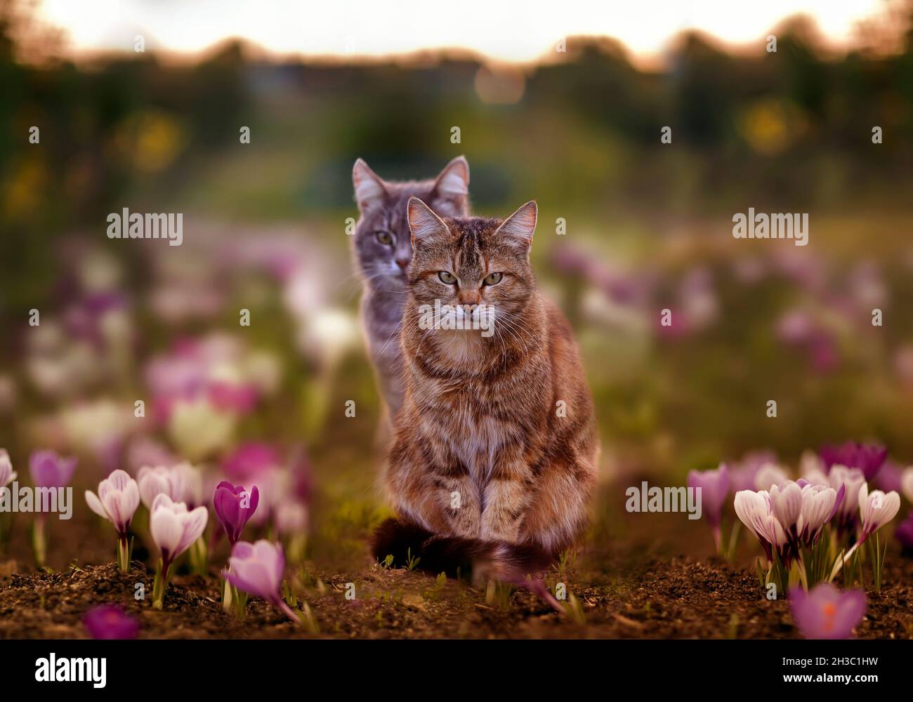 Zwei niedliche gestreifte Katzen spazieren im Frühlingsgarten zwischen den Blüten der purpurnen Krokusse Stockfoto