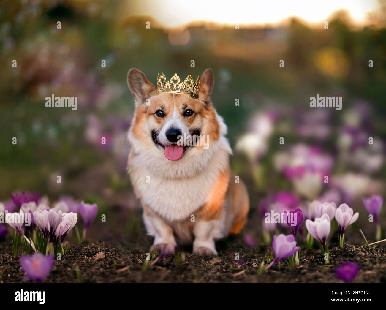 Niedlicher Corgi-Hund in goldener Krone sitzt auf einem Frühlingsfeld zwischen den Blumen eines Krokus-Schneegropfens Stockfoto